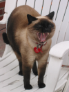 Beauty, siamese cat
