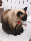 Beauty, siamese cat