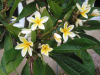 Plumeria flowers