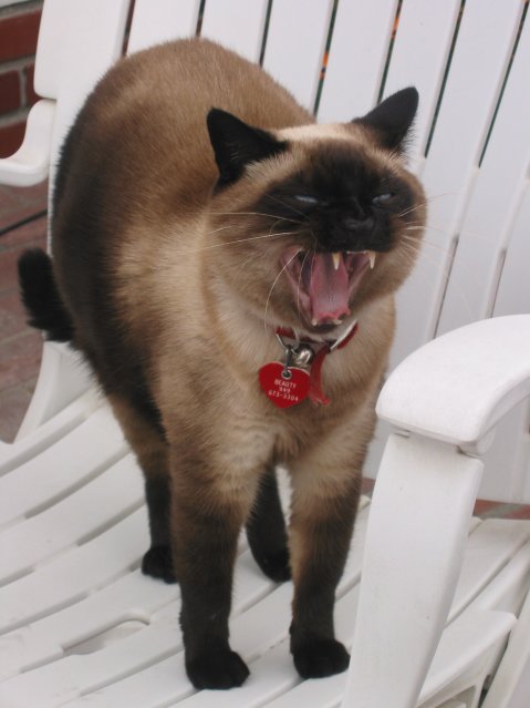 Beauty, siamese cat