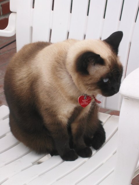 Beauty, siamese cat