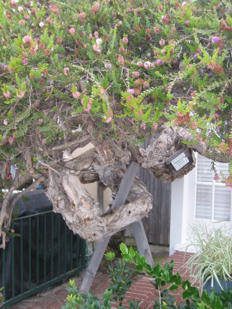 Melaleuca tree planted in 1907