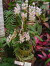 Aerides