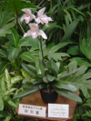 Paphiopedilum