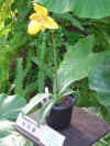 Yellow paphiopedilum