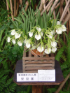 Nodara