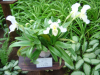 White paphiopedilum