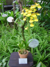 Oncidium