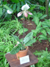 Paphiopedilum