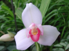 Close up of Lye Shoalhenen Miss Shonan flower