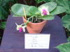 Phalaenopsis