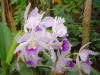 Close up of orchid flowers