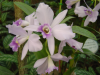 Close up of orchid flowers