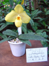 Yellow paphiopedilum (Lake Shinsei Duck)