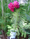 Vanda