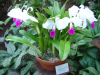 Orchid