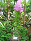 Vanda