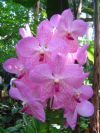 Close up of Vanda flowers