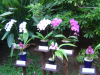 Various orchids