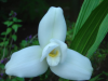Close up of orchid flower
