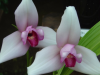 Two orchid flowers at close up