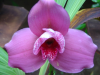 Close up of orchid flower