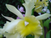 Close up of orchid flower