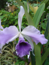 Close up of orchid flower