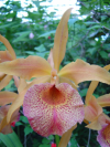 Close up of orchid flower