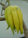 Citrus medical (multi-legged lemon)