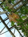 Dangling pink long flower