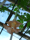 Dangling pink long flower
