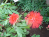 Calliandra Haematocephaia