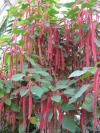 Dreadlocks tree