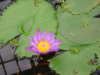 Purple Nymphea