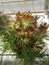 Huge suspended plant