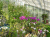 Orchids