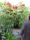 Local woman looking up at the huge plant in a large pot