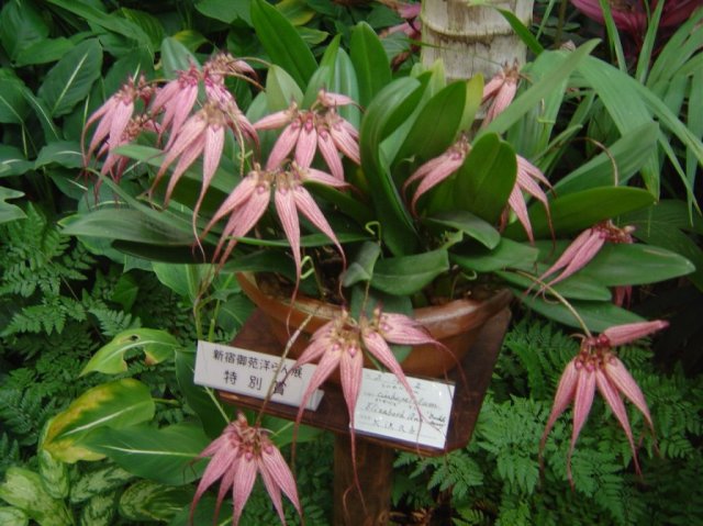 Orchid