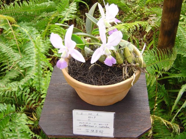 Coallariana v. ceorulea