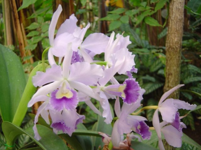 Close up of orchid flowers