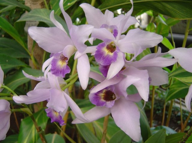 Close up of orchid flowers
