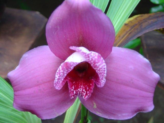 Close up of orchid flower