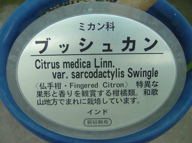 Citrus medical (multi-legged lemon)