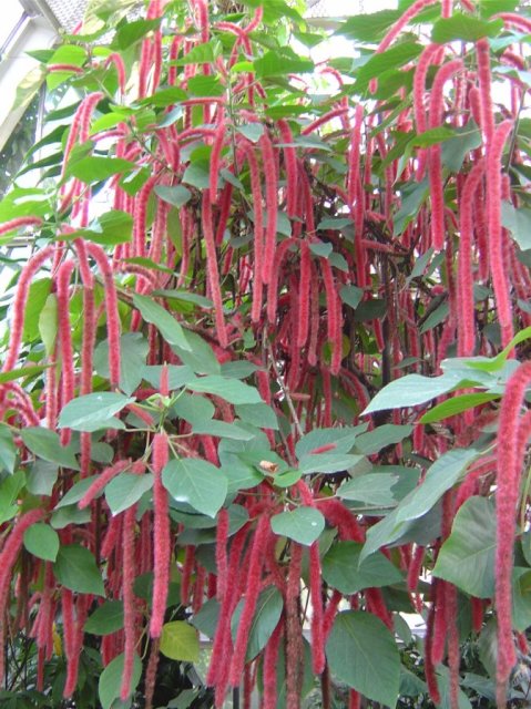 Dreadlocks tree
