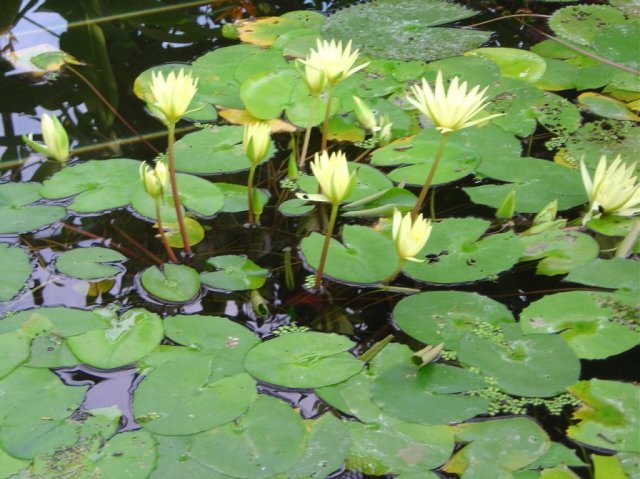 Yellow Nympheas