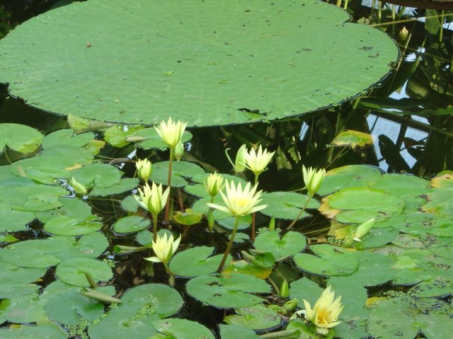 Nympheas