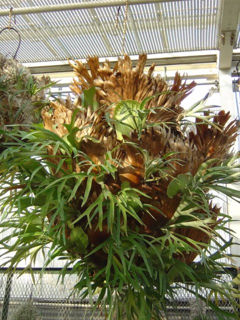 Huge suspended plant
