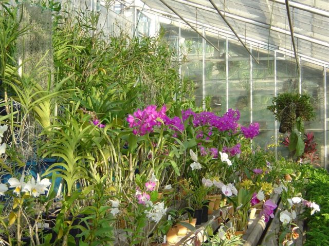Orchids