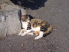 Cat leaning on stone in the sun